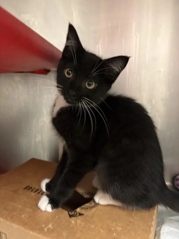 A young small-sized female Domestic Short Hair cat named Speck for adoption in Cincinnati, OH