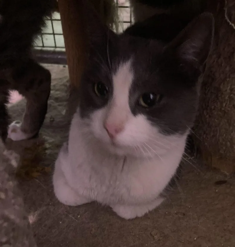 An adult medium-sized male Gray & White Tabby cat named Boots Working Cat for adoption in Billings, MT