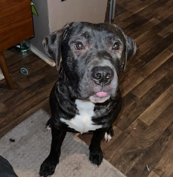 An adult large-sized male Cane Corso dog named Big Man for adoption in Des Moines, IA