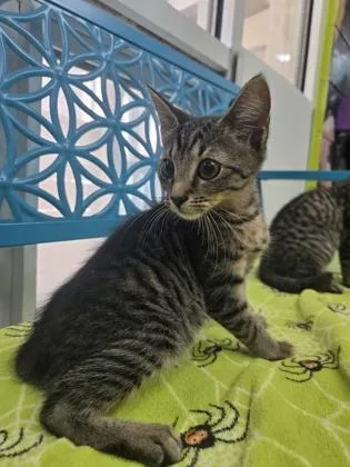 A baby small-sized female Domestic Short Hair cat named Doodle for adoption in Savannah, GA