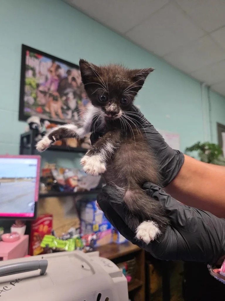 A baby medium-sized female Domestic Short Hair cat named Singapore for adoption in Rockport, TX
