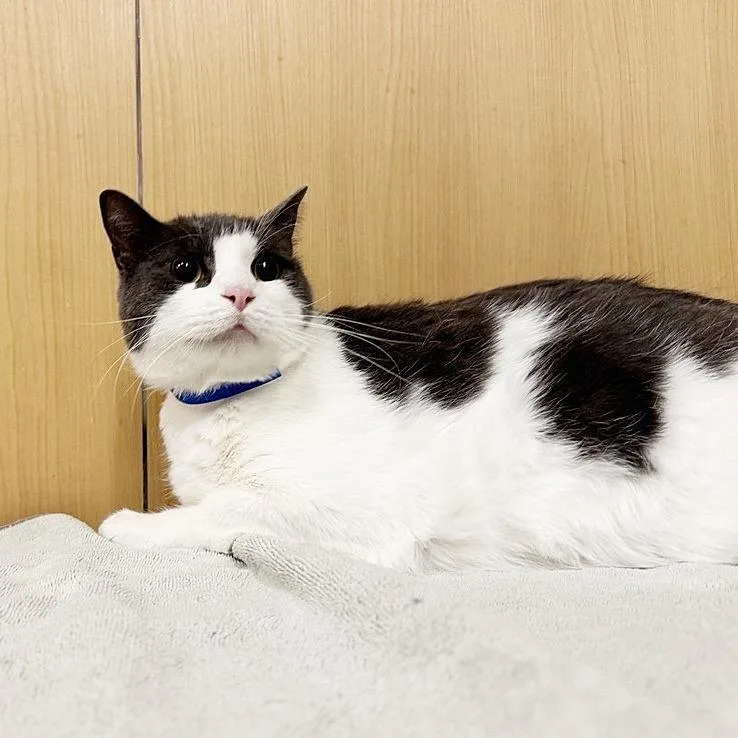 An adult extra large-sized male Domestic Short Hair cat named Batman for adoption in Saint Louis, MO