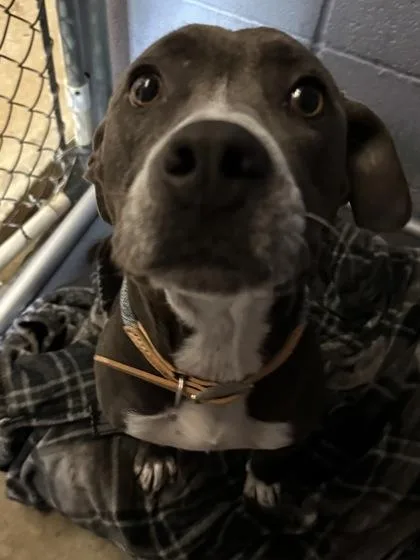 Dori