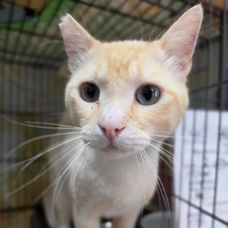 Taz  Chino Hills thumbnail 3