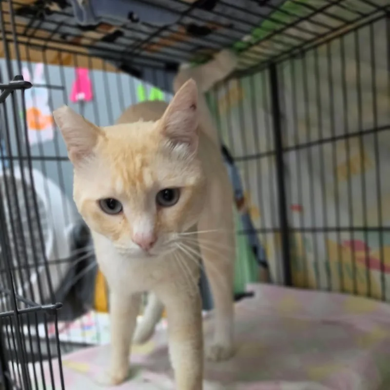 Taz  Chino Hills thumbnail 5