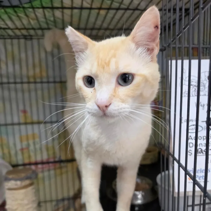 Taz  Chino Hills thumbnail 6