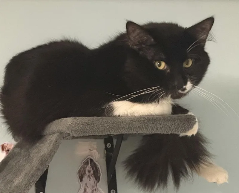 An adult medium-sized male Domestic Medium Hair cat named Gru for adoption in Milltown, NJ