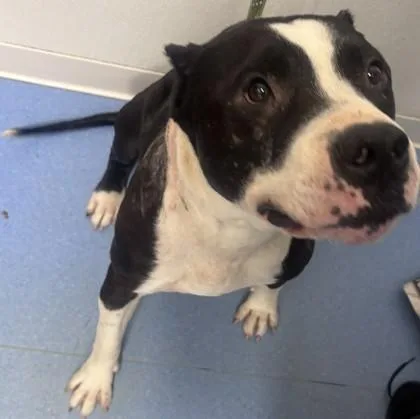 An adult large-sized male Mixed Breed dog named Holstein for adoption in Chamblee, GA