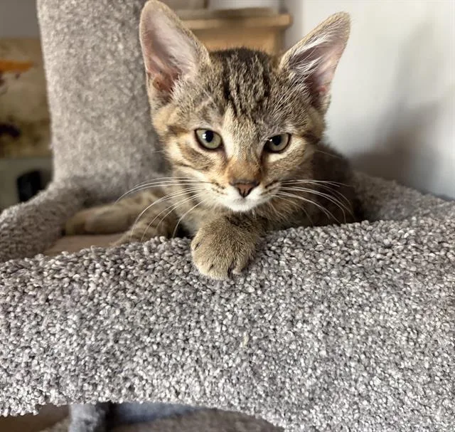 A baby small-sized female Domestic Short Hair cat named Brownie for adoption in Sacramento, CA