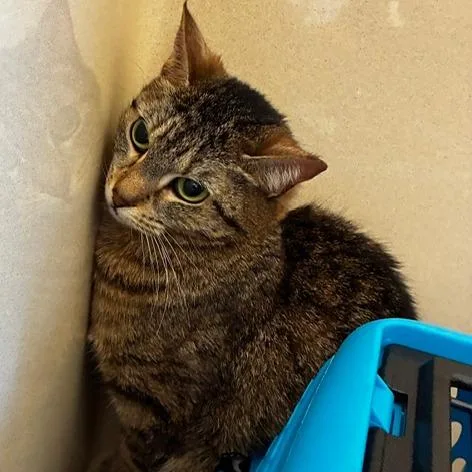 An adult medium-sized female Tabby (Gray / Blue / Silver) Domestic Short Hair cat named River for adoption in Evanston, IL