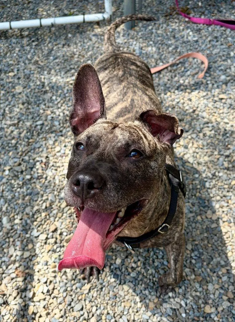 An adult medium-sized female Terrier dog named Tigris for adoption in Sayreville, NJ