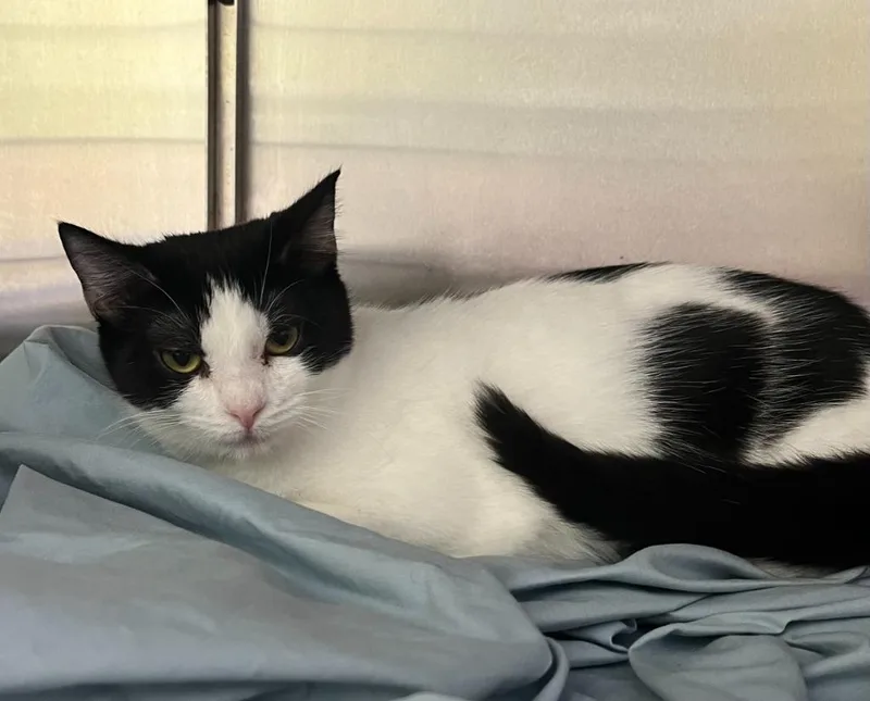 A baby medium-sized female Domestic Short Hair cat named Azula for adoption in Shorewood, IL