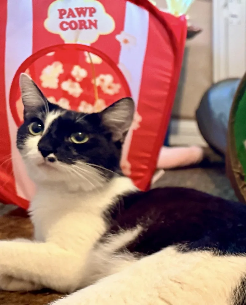 A young small-sized female Domestic Short Hair cat named Cookie for adoption in Portland, OR