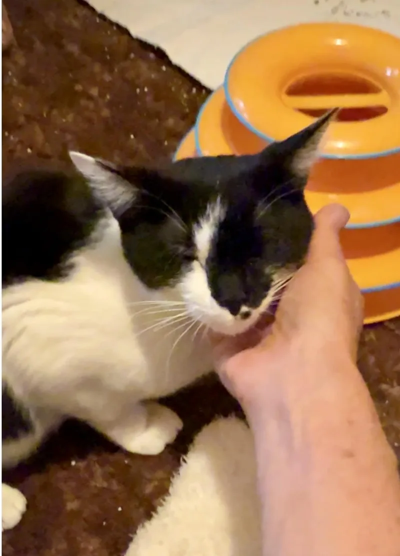 Cookie thumbnail 5