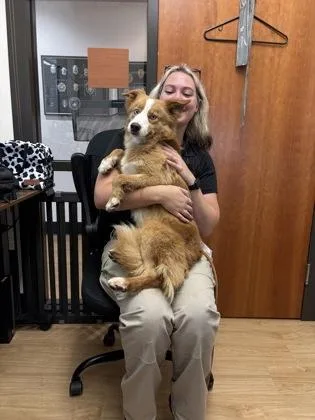 A baby medium-sized male Australian Shepherd dog named Spirit for adoption in Alamo Heights, TX