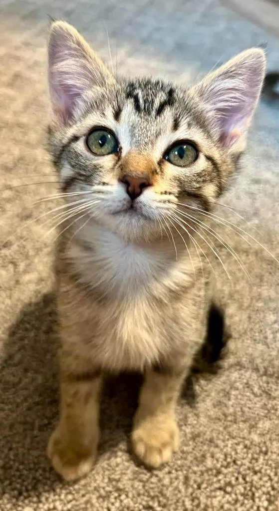 A baby medium-sized female Domestic Short Hair cat named Mercedes for adoption in Salt Lake City, UT