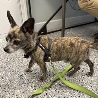 An adult small-sized male Brindle Chihuahua dog named Pokie for adoption in Phoenixville, PA