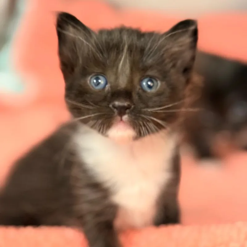 A baby small-sized female Domestic Short Hair cat named Alara for adoption in Cumming, GA