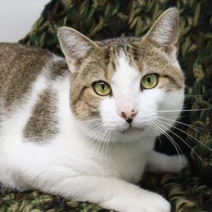 An adult large-sized male White Domestic Short Hair cat named Sir Isaac Mewton for adoption in Clearwater, FL