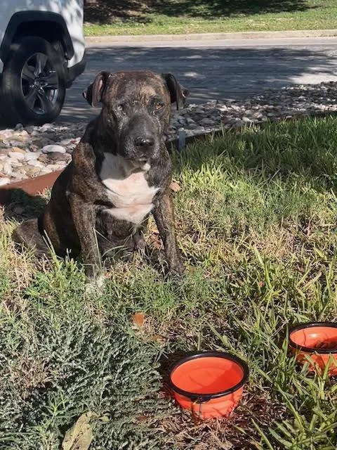 An adult large-sized female American Staffordshire Terrier dog named Winifred for adoption in Austin, TX
