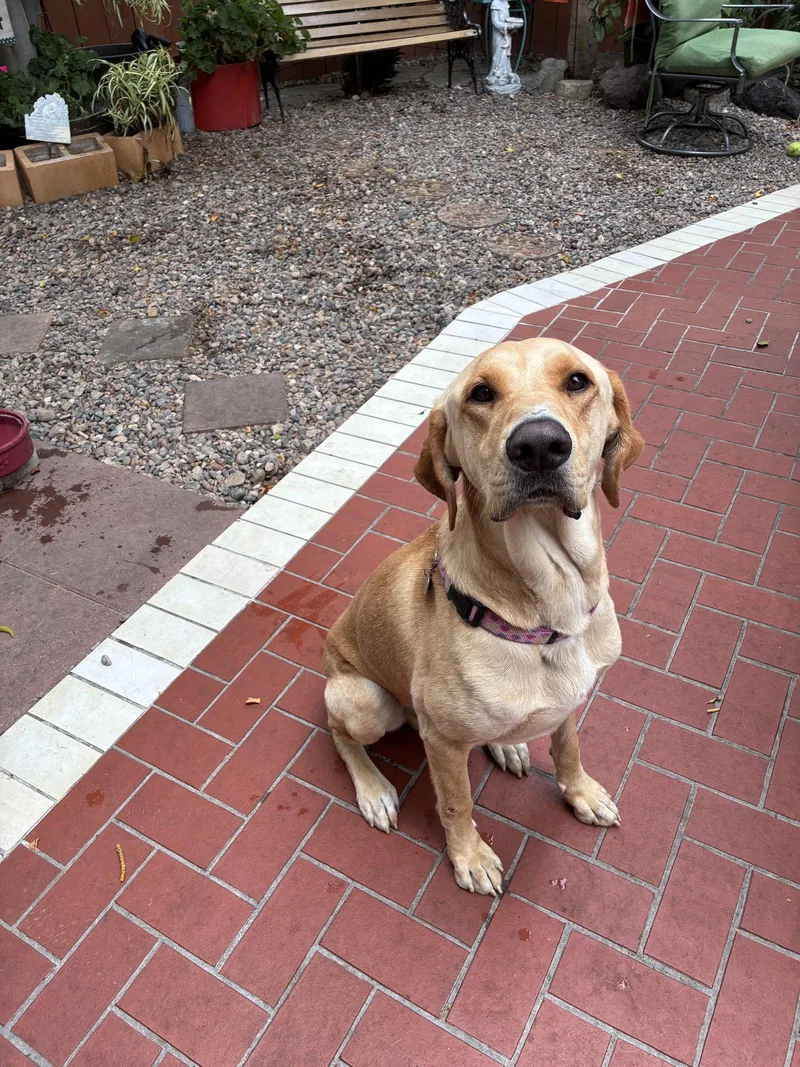 An adult large-sized male Labrador Retriever dog named Duke for adoption in Orange, CA