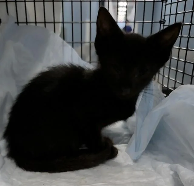 A baby medium-sized female Domestic Short Hair cat named Evee for adoption in Fort Lauderdale, FL