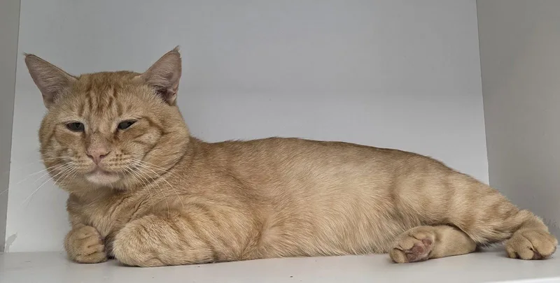 A young medium-sized male Orange / Red Domestic Short Hair cat named The Great Pumpkin for adoption in Satellite Beach, FL