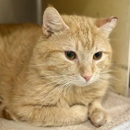 Catnelius thumbnail 3