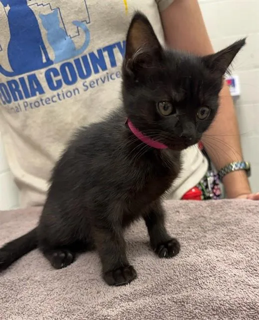 A baby small-sized female Domestic Short Hair cat named Matcha for adoption in Peoria, IL