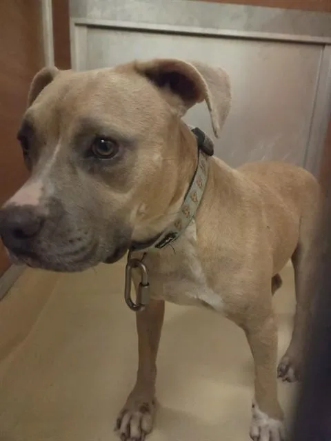 An adult large-sized female Pit Bull Terrier dog named Milly for adoption in Miami, FL