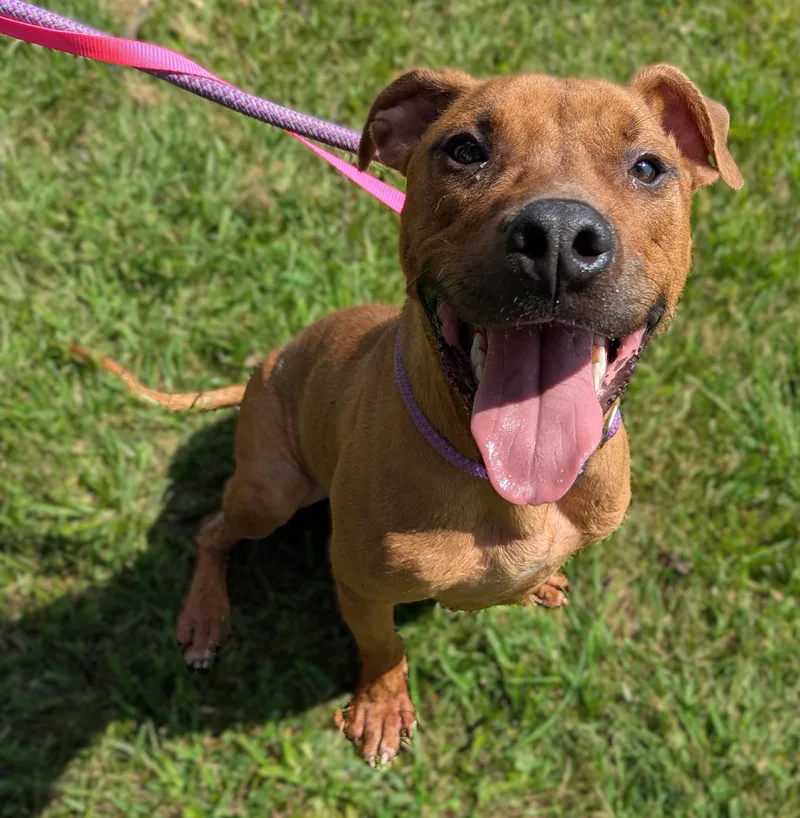 An adult medium-sized male Red / Chestnut / Orange Black Mouth Cur dog named Herman for adoption in Valparaiso, IN