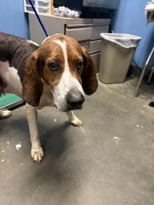 A senior large-sized male Treeing Walker Coonhound dog named Lafayette $ for adoption in Seneca, SC