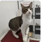 A young small-sized male Domestic Short Hair cat named Jazz for adoption in Albuquerque, NM