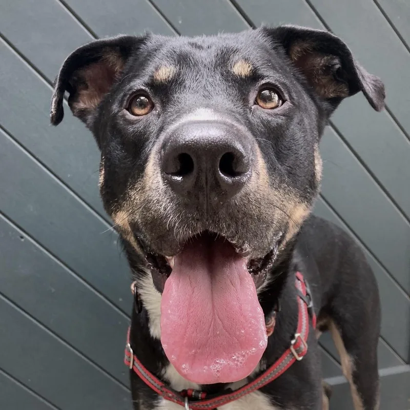 An adult large-sized male Black Mixed Breed dog named Maverick for adoption in Providence, RI