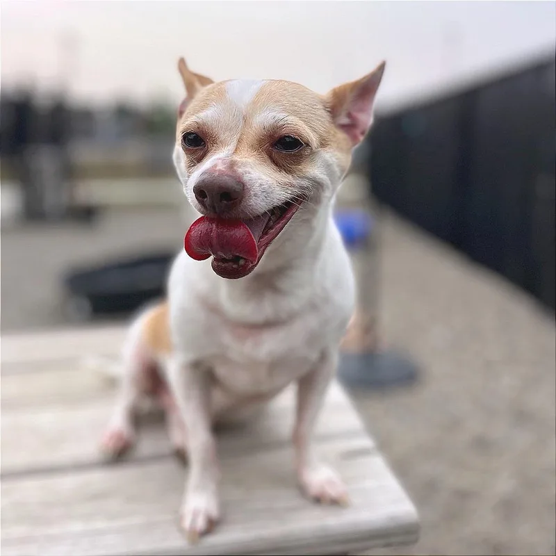 A senior small-sized male White / Cream Chihuahua dog named Alfie for adoption in Fort Wayne, IN