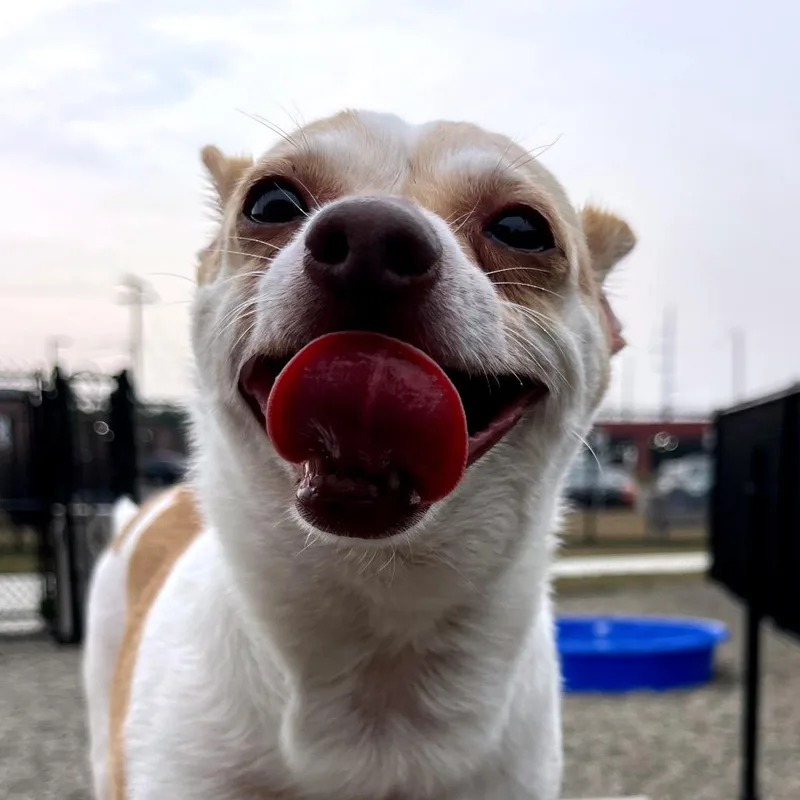 Alfie thumbnail 6