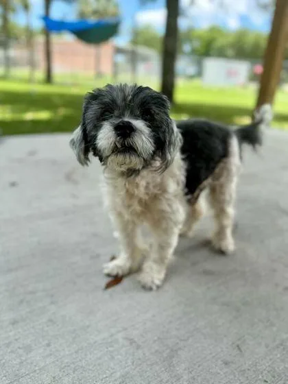 A senior medium-sized male Shih Tzu dog named Lester for adoption in Daytona Beach, FL
