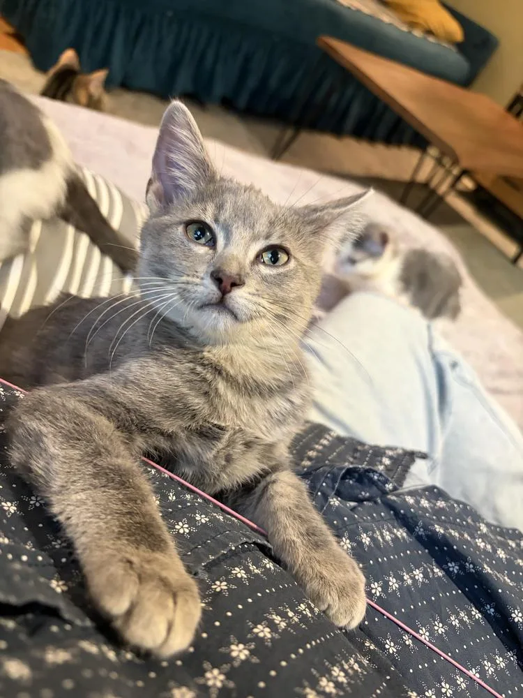 A baby small-sized male Domestic Short Hair cat named Sekoto for adoption in Chicago, IL