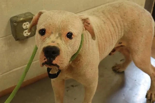 An adult large-sized male Mixed Breed dog named Oscar for adoption in Columbia, SC