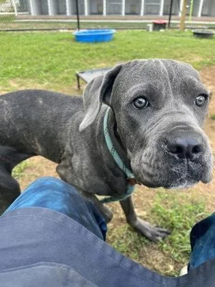 A young large-sized female Mixed Breed dog named Jeremiah for adoption in Chamblee, GA