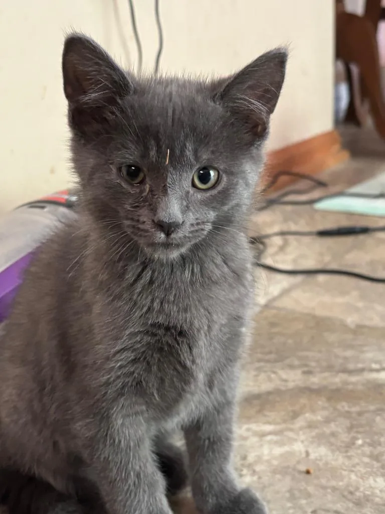 A young small-sized female Domestic Short Hair cat named Shady for adoption in Huntington, IN