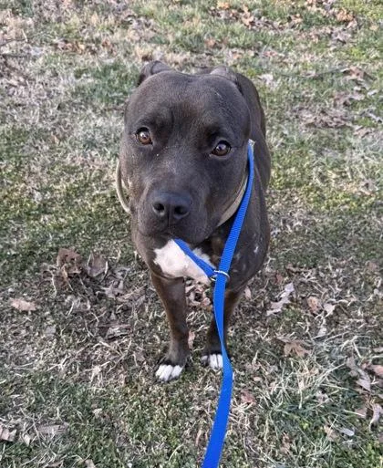An adult medium-sized female Pit Bull Terrier dog named Evangeline for adoption in Knoxville, TN