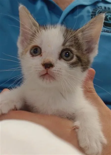 A baby small-sized female Domestic Short Hair cat named Bumbblebee for adoption in Miami, FL