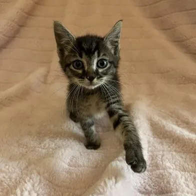 A baby small-sized female Tabby (Brown / Chocolate) Domestic Medium Hair cat named Padme for adoption in Liverpool, TX