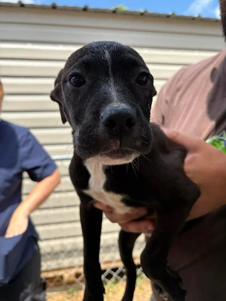 A baby medium-sized male Mixed Breed dog named Joey for adoption in Lavonia, GA