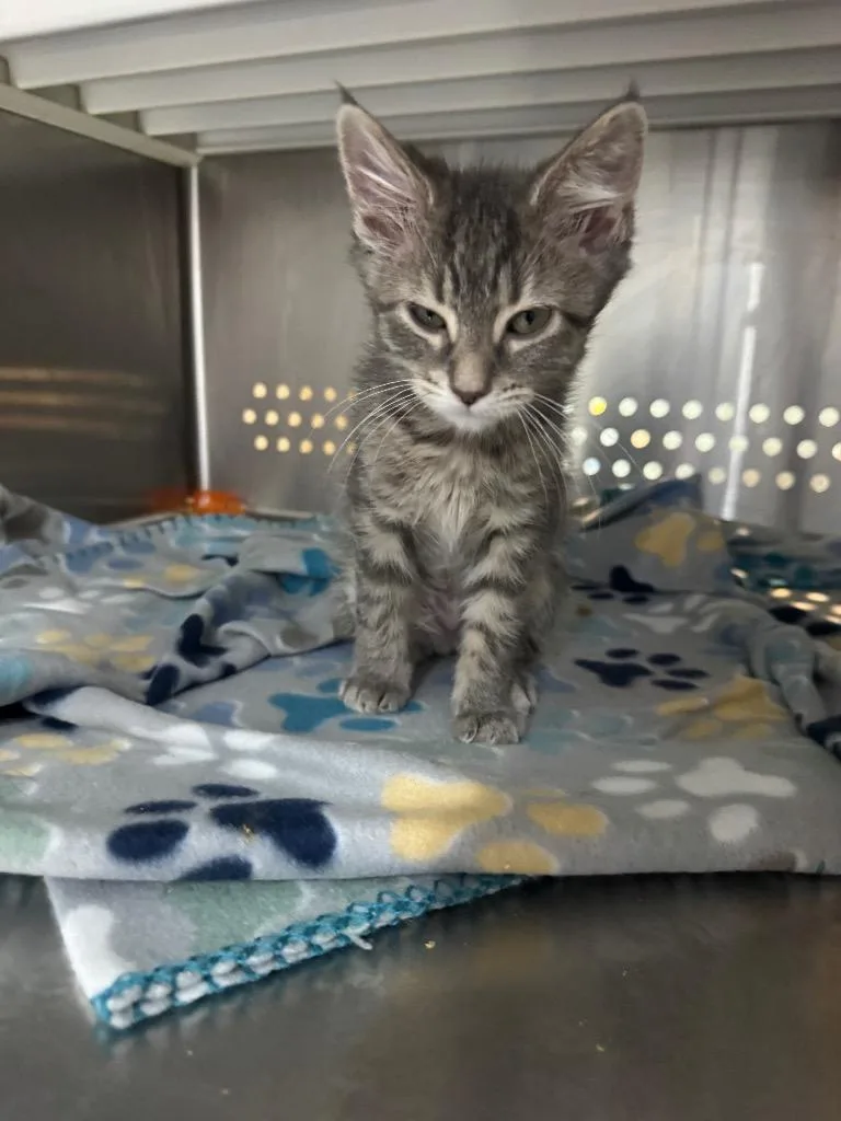 A baby medium-sized female Domestic Short Hair cat named March Il for adoption in Fort Lupton, CO