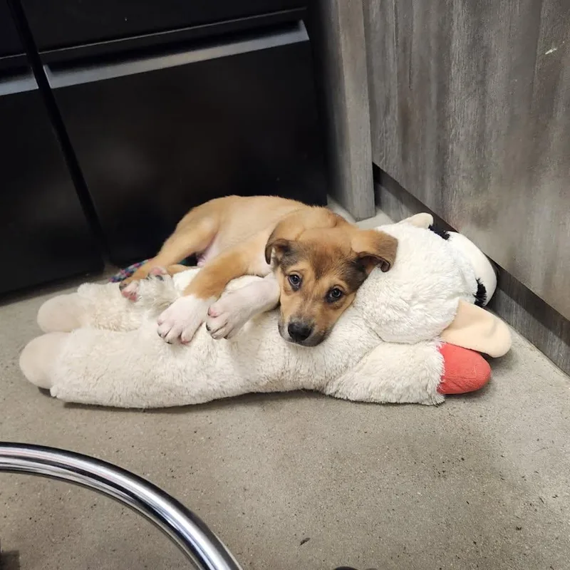 A baby medium-sized male Yellow / Tan / Blond / Fawn Shepherd dog named Gerbil for adoption in New Rochelle, NY
