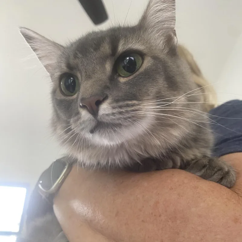 A young medium-sized female Gray / Blue / Silver Maine Coon cat named Isabella for adoption in Chapel Hill, NC