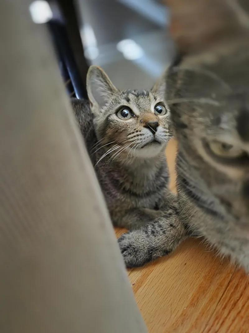 A baby medium-sized male Tabby (Brown / Chocolate) Domestic Short Hair cat named Cocoa Puff for adoption in Jacksonville, FL