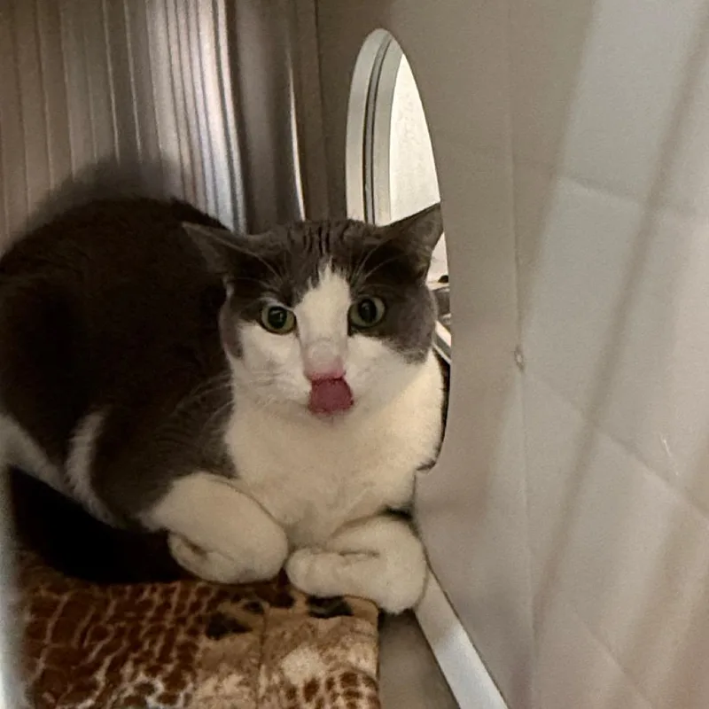 An adult medium-sized female Gray / Blue / Silver Domestic Short Hair cat named Izzy Noco for adoption in Denver, CO